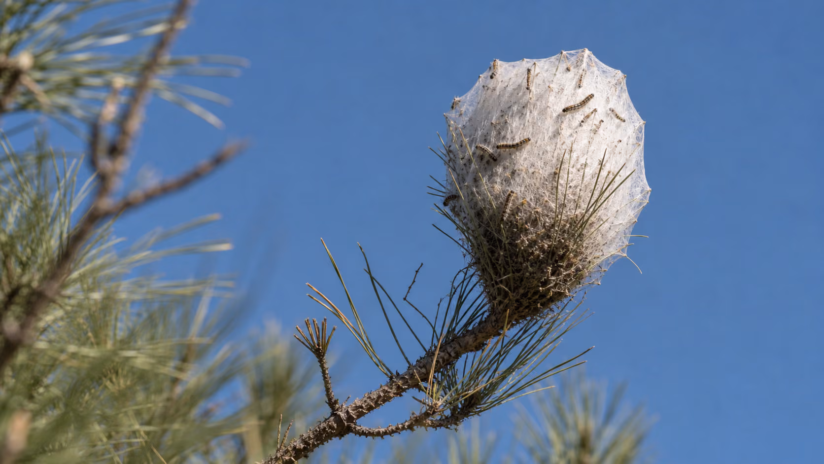 Nid de soie blanche de chenilles processionnaires accroché en bout de branche d'un pin, vu en contre-plongée contre un ciel bleu