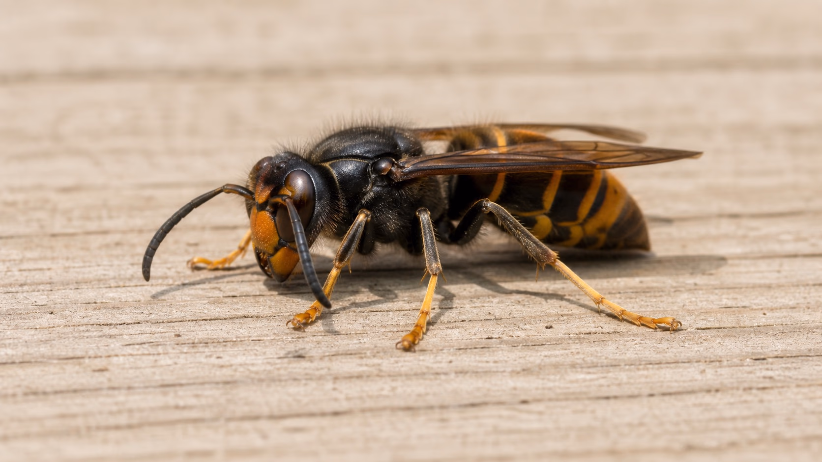 Gros plan sur un frelon asiatique posé, thorax noir et pattes jaunes visibles, sur une surface en bois clair