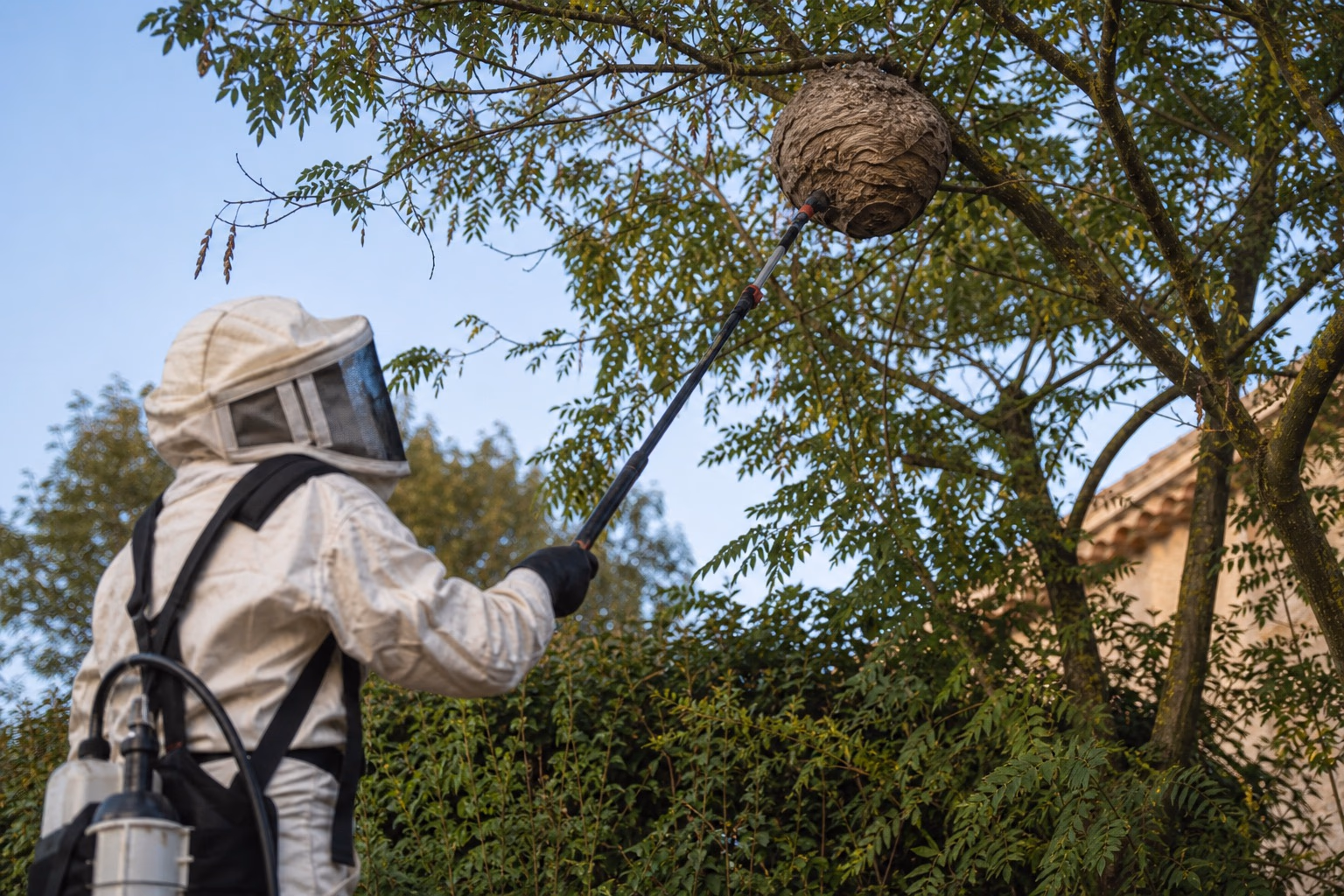 Nid de frelon asiatique sphérique gris-brun accroché en hauteur dans un arbre, technicien en combinaison de protection au sol avec une perche télescopique